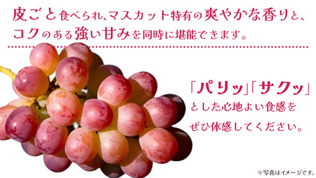 コトピー 2.5kg 【2026年8月下旬発送開始 】 (茨城県共通返礼品：大子町)
