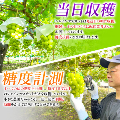 農園直送!シャインマスカット5kg(8～10房)朝採れ 糖度18度以上 【2025年8～9月発送】【配送不可地域：離島】