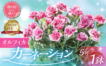 《母の日までにお届け》【オルフィカ】カーネーション 鉢植え 5号鉢 花 フラワー ギフト 母の日 贈り物 プレゼント 母 ママ お母さん ありがとう 感謝 贈答 鉢