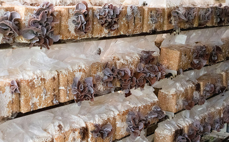 羽黒産 乾燥キクラゲ 60g(12g×5)　山形県鶴岡市 農事組合法人 庄内おばこ農場 K-710