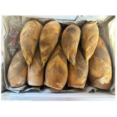 ふるさと納税 阿久根市 【先行予約】 早掘り たけのこ 2kg【松永青果】
