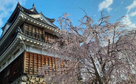 〈返礼品相当額で福知山城の桜の植樹活動を支援〉「お城に花を咲かせよう会」への寄附 (1点)【fc-UA001】【お城に花を咲かせよう会】