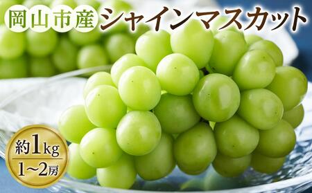 ぶどう 2025年 先行予約 シャインマスカット 1～2房（約1kg） ブドウ 葡萄 岡山市産 国産 フルーツ 果物 ギフトタンポポ農園 | フルーツ 果物 くだもの ぶどう ブドウ シャインマスカット 国産 岡山県産 食品 人気 おすすめ 先行予約 送料無料 ギフト 贈り物 贈答品 プレゼント 果物 くだもの フルーツ ぶどう ブドウ シャインマスカット
