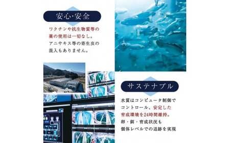 富士頂純サーモン 刺し身セット 半身分2分割 450g以上 富士山麓のきれいな天然水で養殖された安心安全なサーモン 完全無投薬・ワクチンフリー・アニサキスフリー・サステナブルな養殖サーモン フィレ 切