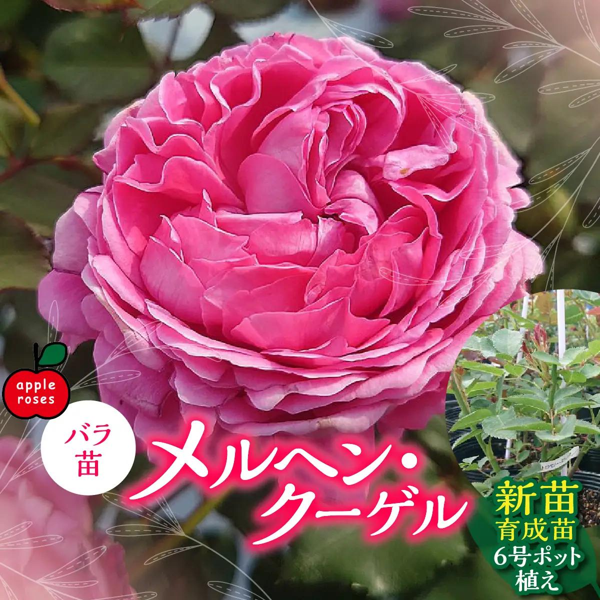 【Apple Roses】バラ苗『メルヘン・クーゲル』新苗育成苗6号ポット植え  HNNH033