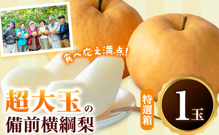 【2026年先行予約】梨 横綱梨 超大玉 1玉(1～1.5㎏/玉） 特選箱 石原果樹園 《2026年11月中旬-12月下旬頃より発送予定》岡山県 浅口市 フルーツ 果物 ギフト 贈り物 国産 岡山県産 送料無料