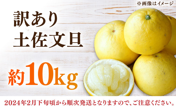 【先行予約】高知県産 訳あり 土佐文旦 約10kg 〈2025年2月～発送〉 / 傷 シミの訳アリ 大容量 ぶんたん 文旦 訳あり わけあり 果物 【株式会社　四国健商】 [ATAF038]