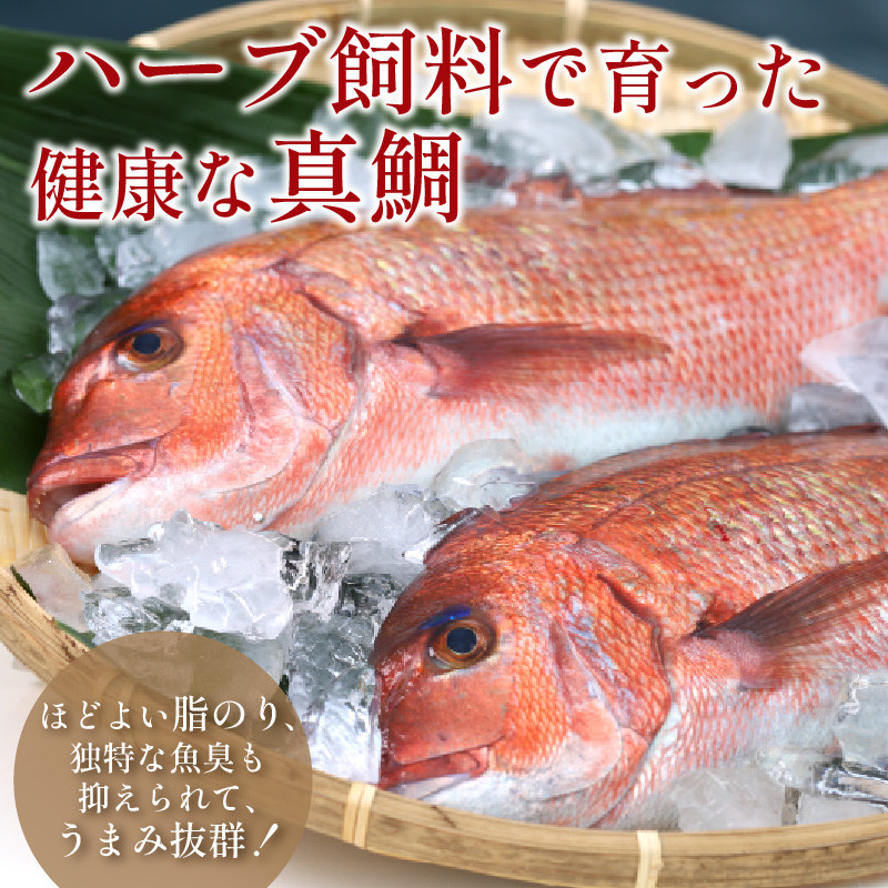 鯛だし万能すーぷ付！ハーブ仕立ての鯛しゃぶセット工場直送たっぷり6人前 ( 真鯛 ハーブ 鯛だし 凝縮 鯛しゃぶ カルパッチョ パスタ ハーブ飼料 )【C0-103】