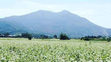 常陸秋そば 生そば 田舎そば せいろ 食べ比べセット 約 12人前 300g×6 蕎麦 生めん 田舎そば せいろ [BI005sa]