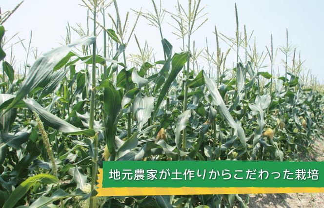 ゴールドラッシュ 8本【新鮮 野菜 泉佐野産 とうもろこし コーン やさい TONOファーム 高評価 数量限定】 G1101