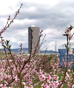 【数量限定】桃（黄貴妃）５ｋｇ　特秀品　0106-2505