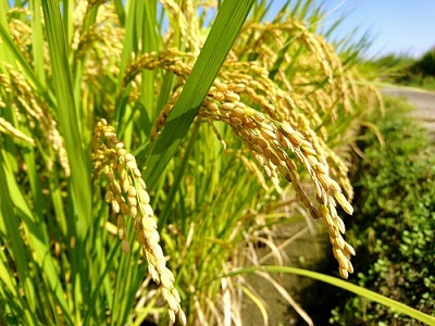 わたなべ農園のきぬむすめ　10kg