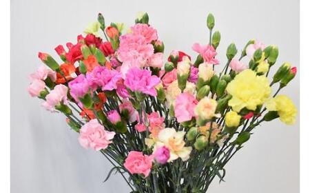 宮田村産『カーネーション』の花束（通常発送、11月～翌3月発送）[ カーネーション 花束 ]