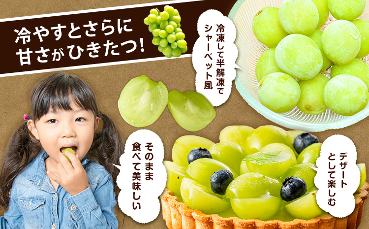 シャインマスカット【晴王】 岡山県産 4-9房(計4kg以上)【先行予約】 株式会社Myself《2025年9月上旬-11月上旬頃出荷》マスカット 送料無料 岡山県 浅口市 ぶどう フルーツ 果物 贈