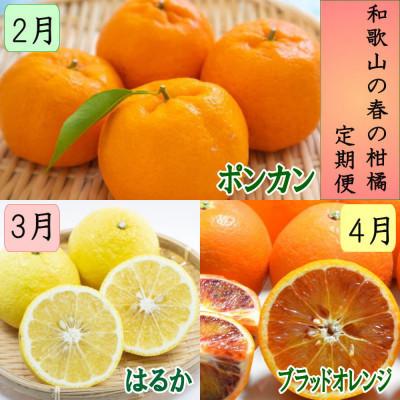 ふるさと納税 和歌山市 【発送月固定定期便】和歌山の春の柑橘(ポンカン・はるか・ブラッドオレンジ)全3回