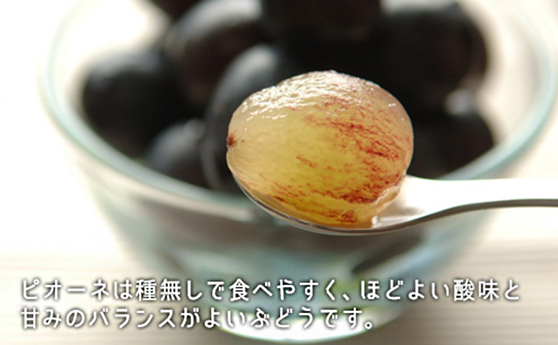ぶどう 2024年 先行予約 果物 詰合せ シャイン マスカット 1房 ニュー ピオーネ 1房 合計約1.0kg ブドウ 葡萄 岡山県産 国産 フルーツ 果物 ギフト