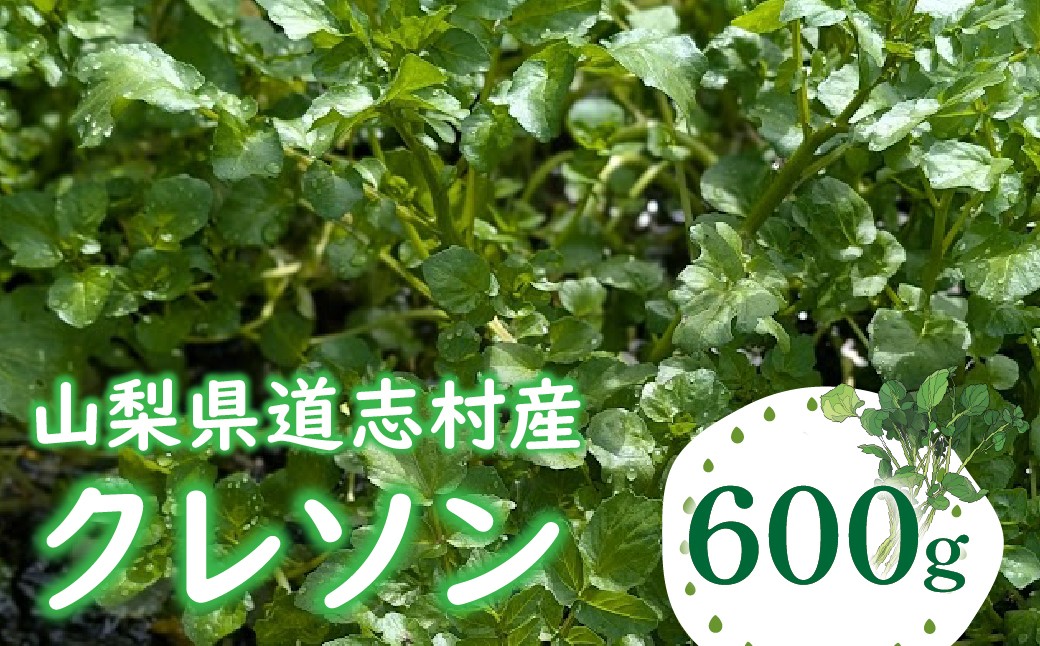 
                  クレソン 600g ※北海道・沖縄・離島への配送不可 ※着日指定不可 ふるさと納税 野菜 やさい クレソン 付け合わせ 山梨県 道志村 送料無料 DSL005
                