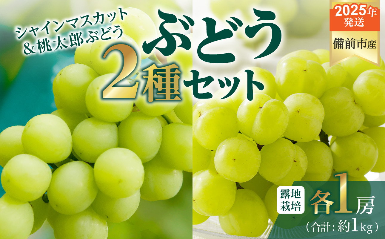 
            【2025年発送】びぜん葡萄「シャインマスカット」「桃太郎ぶどう」（露地栽培）各１房入  【 岡山県備前市産 シャインマスカット 桃太郎ぶどう 露地栽培 各1房 セット 樹上完熟 】
          