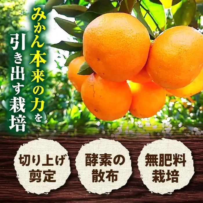 みかん 約2.5kg 温州 みかん  [ACAI001]