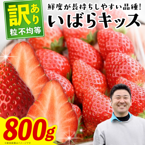 【 先行予約 】 訳あり いちご いばらキッス 800g 《 2027年2月以降発送 》 苺 果物 くだもの フルーツ 不揃い ジャム （常陸太田市 共通返礼品）