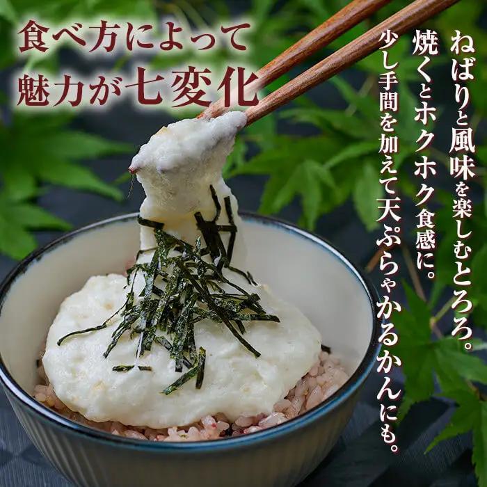 ＜先行予約受付中！2026年11月中旬から順次発送予定＞＜期間限定＞山菜の王者自然薯 (約1.2kg)  山芋 国産 【Y-1】【自然薯組合】