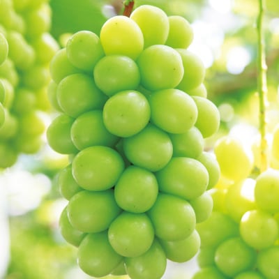 岡山県産シャインマスカット(ご家庭用)【2025年9月中旬以降発送予定】【配送不可地域：離島】【1461027】