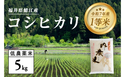 【令和7年産】福井県産 内農米 コシヒカリ 5kg [B-00552]　/ こしひかり 白米 精米 ご飯 コメ ごはん ライス 産地直送 鯖江市