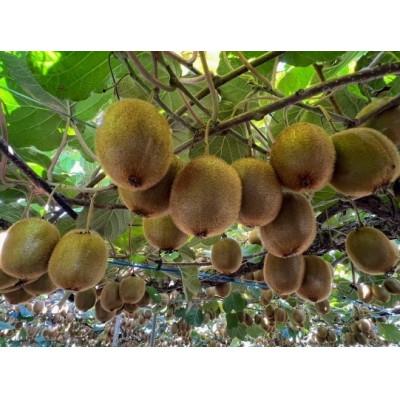 ふるさと納税 和歌山市 【2026年2月より順次発送】森本農園のキウイフルーツ　3kg