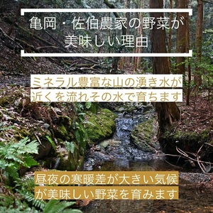 野菜 定期便 直送 12回 朝採れ 7～10品目 京都丹波 亀岡 佐伯の里 訳あり生活応援 家計応援 ※北海道・沖縄・離島への配送不可