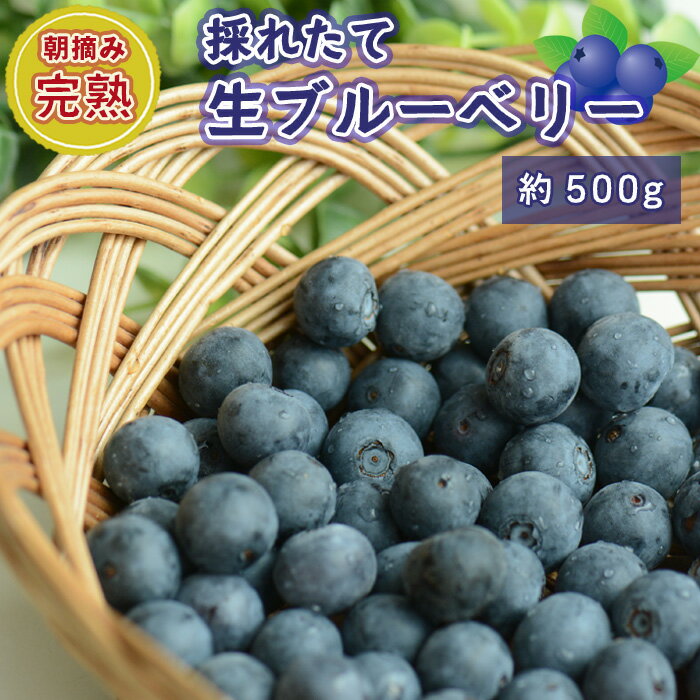 【ふるさと納税】No.721 茨城県坂東市産 朝摘み完熟 採れたて生ブルーベリー 約500g ／ 朝摘み 果実 爽やか 甘み トッピング 大粒 厳選 特大サイズ ノーザンハイブッシュ系品種チャンドラーほか 送料無料 茨城県