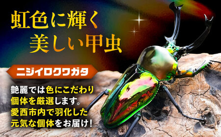 【一部配送不可地域あり】 ニジイロクワガタ成虫ペア（オスサイズ45mm〜60mm）飼育セット付き 愛西市 / 艶麗[AEDD002]