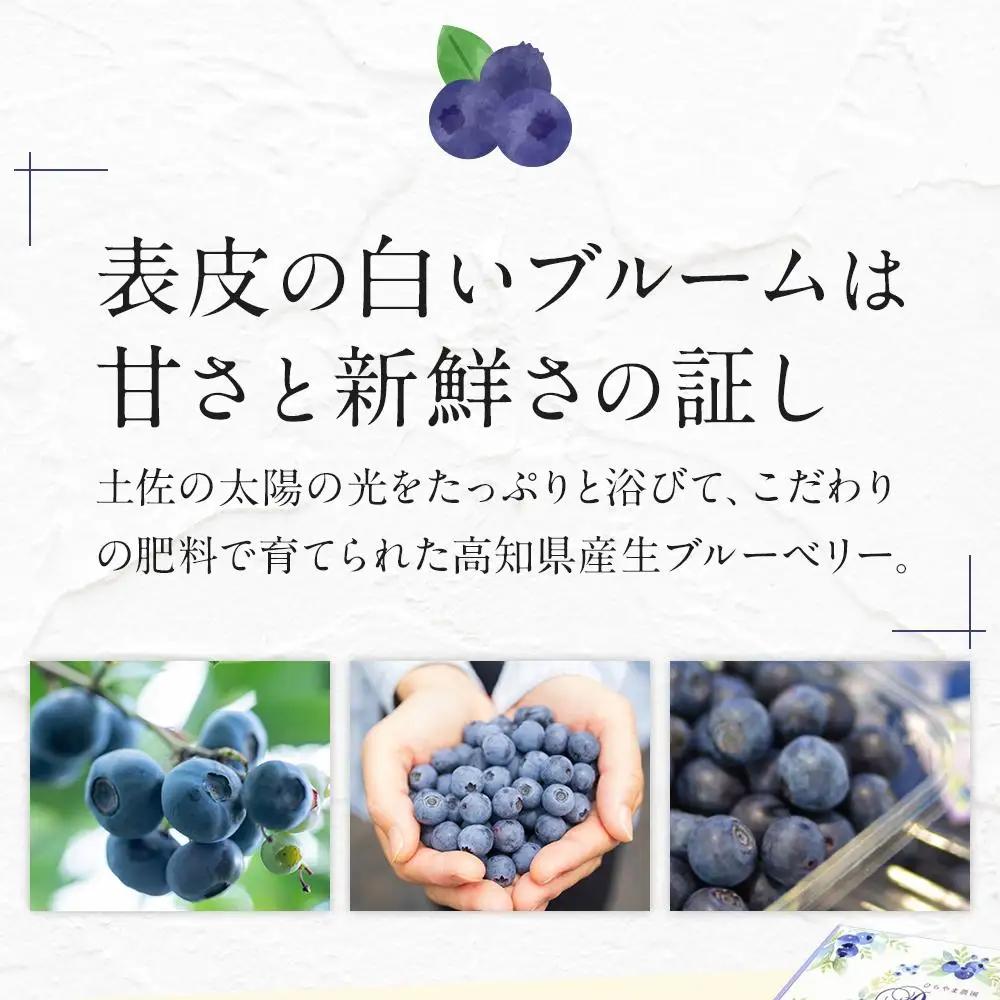 【先行予約】完熟生ブルーベリー ラビットアイ系 600g (2026年7月～発送) | フルーツ 果物 ベリー