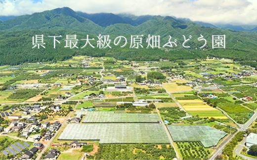 TK20 ぶどう クイーンルージュR 【家庭用】 約1kg ／2026年9月下旬～10月中 配送予定