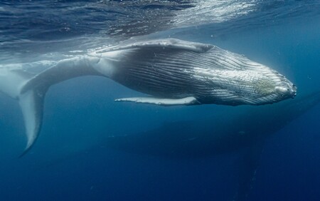 （ライセンス保持者又は同等レベル限定）【奄美大島北部】貸切チャーター船 ホエールスイム 6時間 ※1月中旬から3月下旬まで※ A141-005
