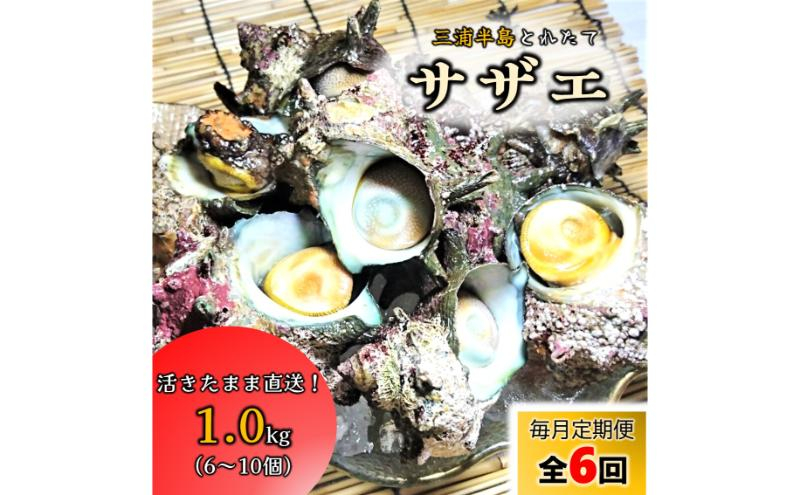 
定期便 6ヶ月 サザエ 1.0kg 6～10個 三浦半島 さざえ 栄螺 獲れたて 新鮮 つぼ焼き アウトドア BBQ バーベキュー おつまみ ツマミ 貝 海鮮 魚介 魚介類 旬 おかず 活 活サザエ
