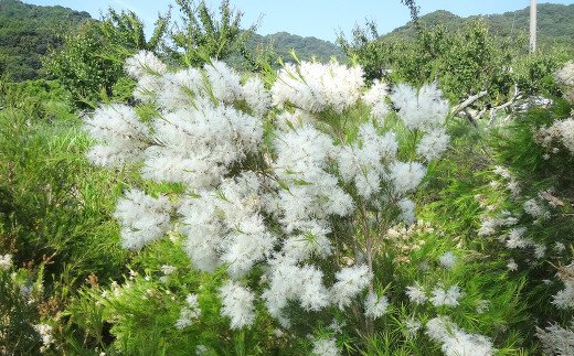 淡路島産エッセンシャルオイルSuu3本 Aセット