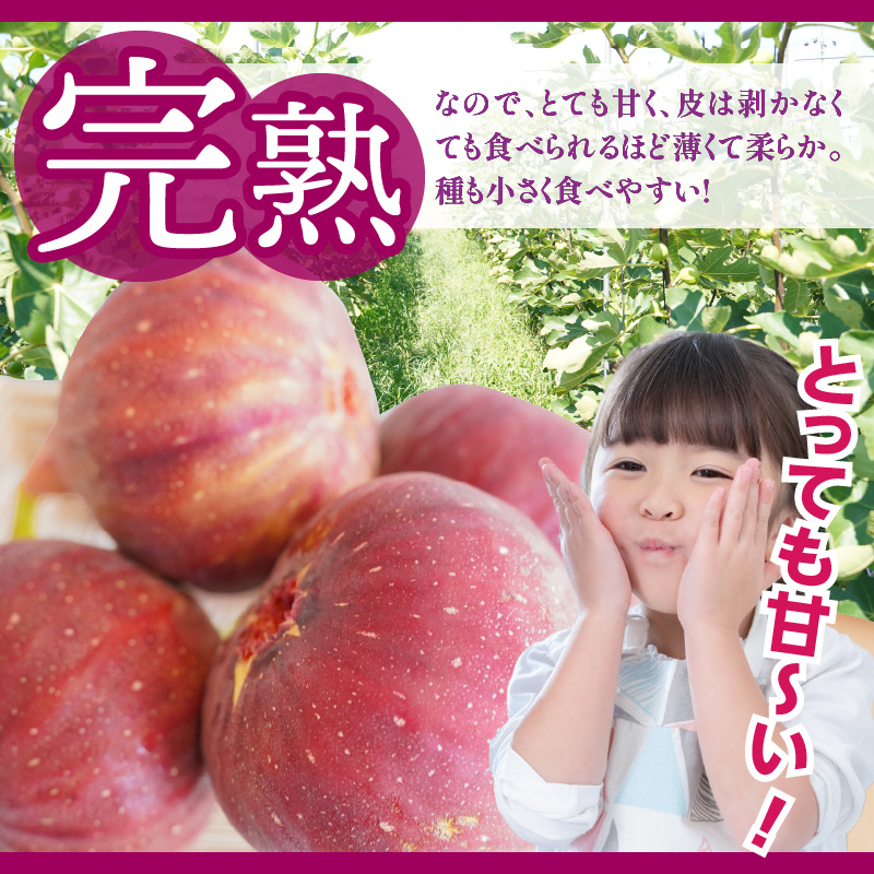 【ハウス栽培】朝もぎ フレッシュな完熟いちじく 碧南市 にいみ農園 フルーツ いちじく トマト農家 H031-006