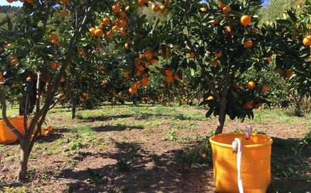 【期間限定】崎地区の崎みかん Mサイズ 5kg 約50個 期間限定 11月下旬より発送開始