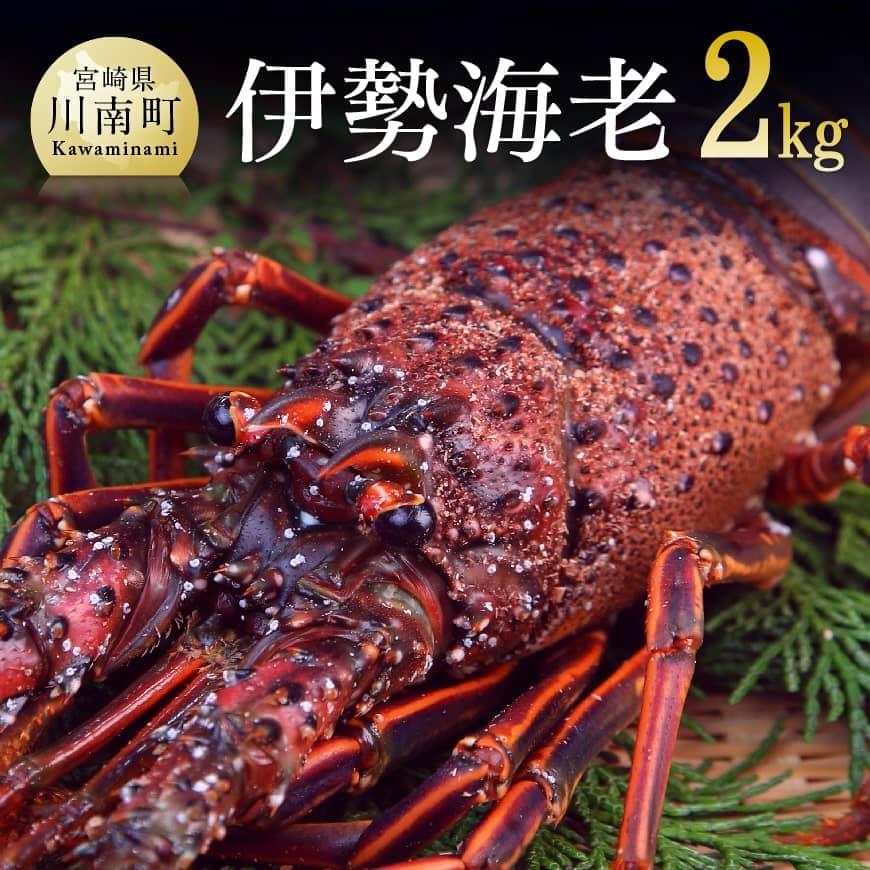 担当者厳選！伊勢海老2.0kg（2～8尾）　伊勢海老 伊勢えび[D04406]