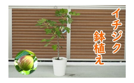 苗木 イチジク 鉢植え 植物 ガーデン インテリア 苗木