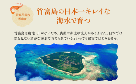 2025年 先行予約 車えび 500g 竹富島産 冷凍 エビ