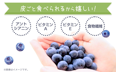 ブルーベリー 約 500g 《6月上旬-8月下旬頃出荷》 Blueberry garden IKEDA 千葉県 流山市 果物 フルーツ 青果物 くだもの ベリー