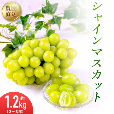 農園直送!シャインマスカット1.2kg(2～3房)朝採れ 糖度18度以上 【2025年8～9月発送】【配送不可地域：離島】