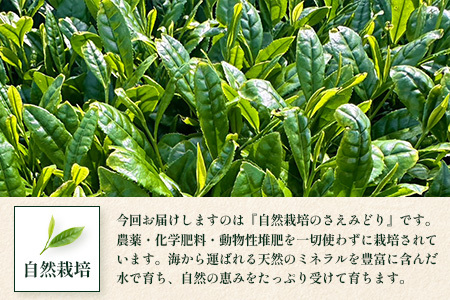 国産 自然栽培 ナナ茶 さえみどり ティーバッグ （2g×15包）×2パック RS-5｜お茶 茶 茶葉 お茶の葉 日本茶 鹿児島茶 おしゃれ ブレンド茶 ケルセチン 無農薬 化学肥料不使用 ティーパッ