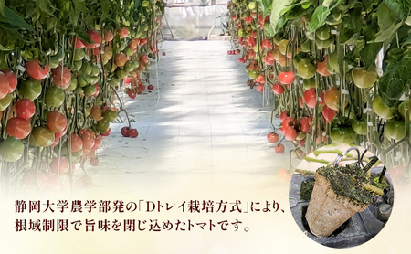トマト 静岡県産 大玉トマト 約2kg 野菜 とまと Dトレイ栽培方式 果肉 甘味 酸味 濃厚 島田市 静岡県