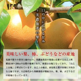 【先行予約】山之上 梨 １箱 豊水 2.5kg程度 | 丸坂山田農園 なし ほうすい M10S125