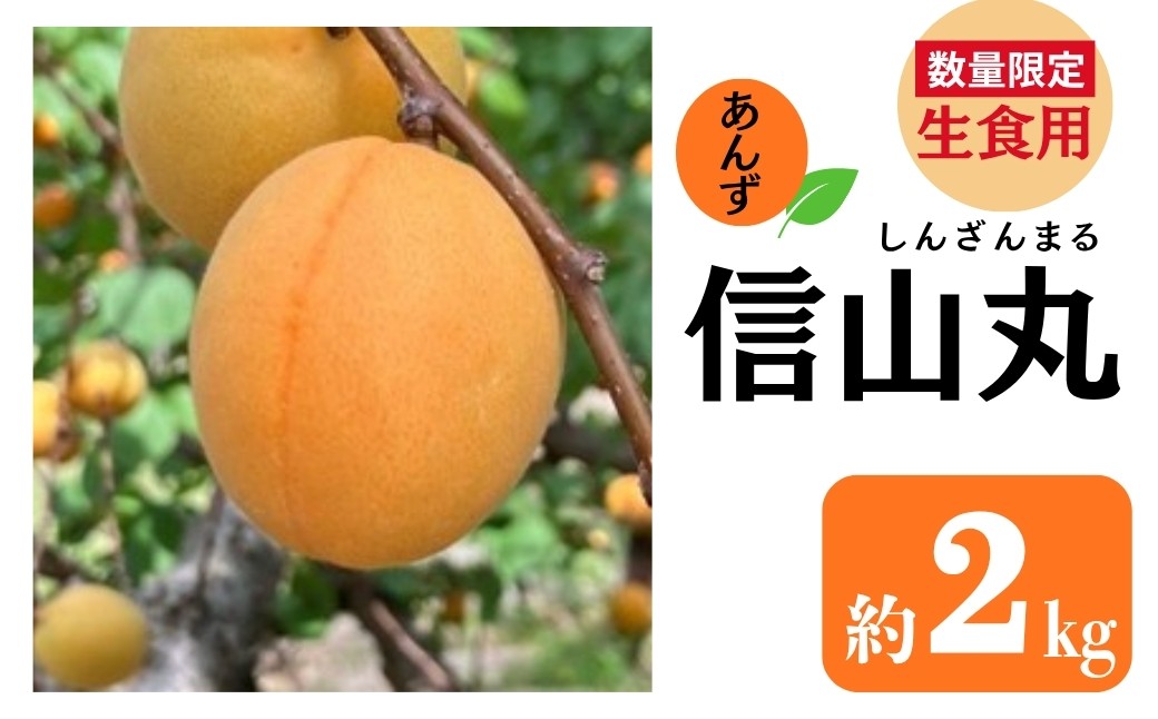
                  【2026年先行予約】加工用あんず （信山丸）約2kg | 杏子 アプリコット 信州 長野県 千曲市
                