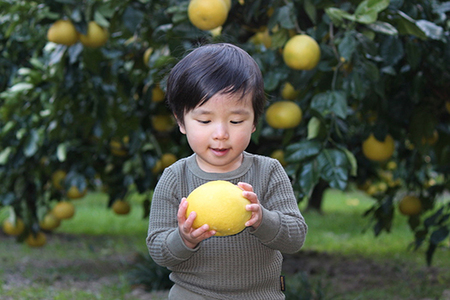 小野果樹園の文旦【家庭用大玉】5kg