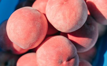 No.2995 さくら白桃 福島県福島市産 約2kg(4～7玉)【2025年発送】