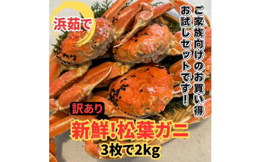 【22017】鳥取網代港【訳あり】浜茹で！松葉ガニ2kgセット 岩美 松葉がに ずわいがに かに【さかなや新鮮組】